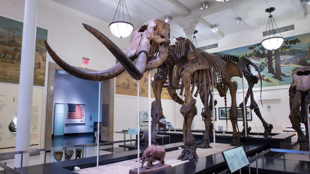 American Museum of Natural History - Ticket - Image 4